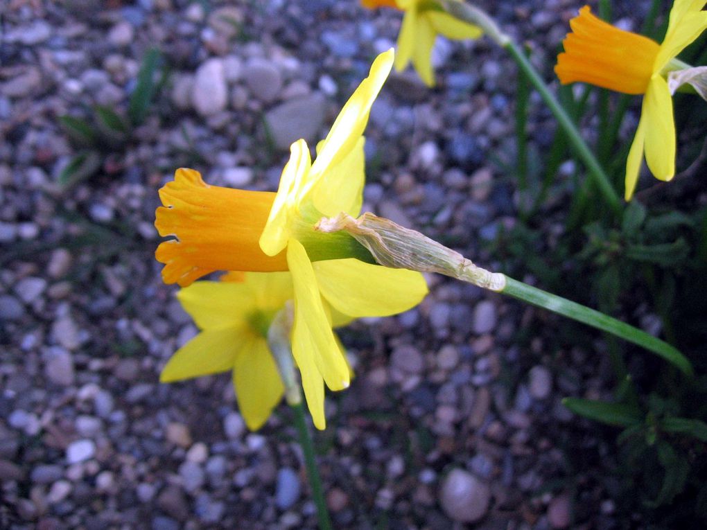 Photos diverses de fleurs et plantes de mon jardin, pour la plupart... en toutes saisons.