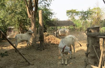 Birmanie - Villages et agriculture