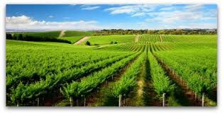 #Sauvignon Blanc Producers South Australia Vineyards 