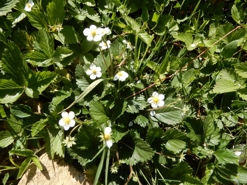 Dégustation des premières fraises des bois