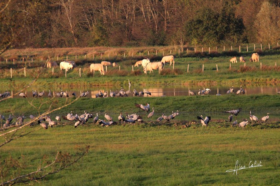 Grues cendrées