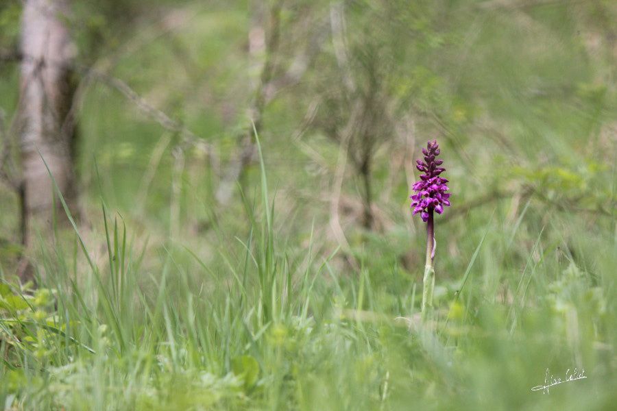 Orchis male