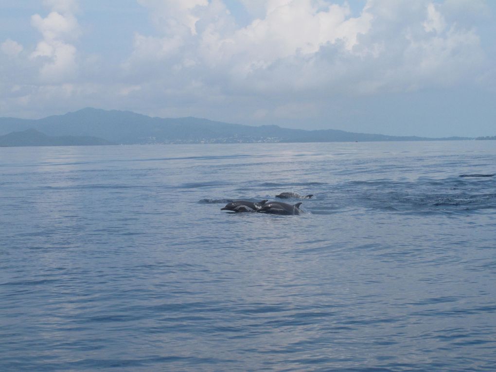 Album - dernier-jour-a-mayotte-maud