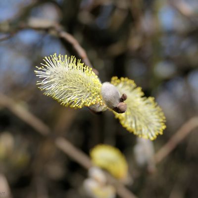Les bourgeons bourgeonnent !