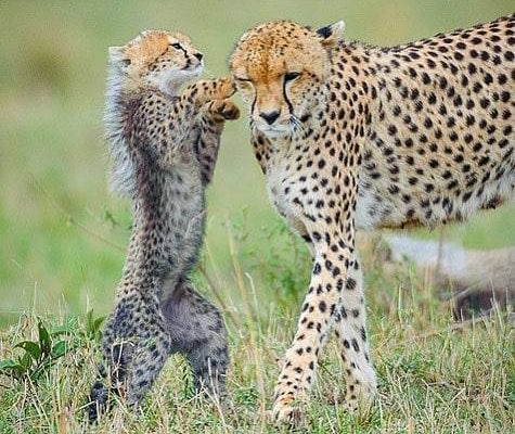 geographicwild:.
Photo by @shemimages A picture to melt your heart! cheetah mom and cub. #wildlife #nature #c4photosafaris #mom #cheetah #cheetahcub