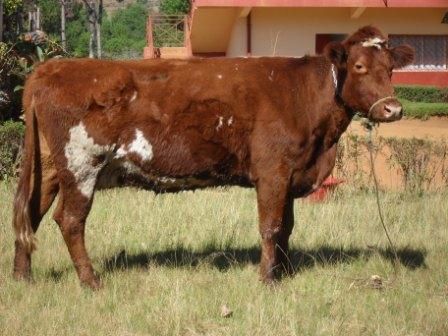 Pour la fête des Mères 2010, l'association FITIA a offert des divers cadeaux et une vache laitière aux 53 orphelins du centre de la Police Nationale à Ambatolampy.