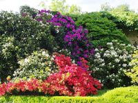 L'arboretum de Robinson