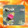 Album - 08 ~ Août