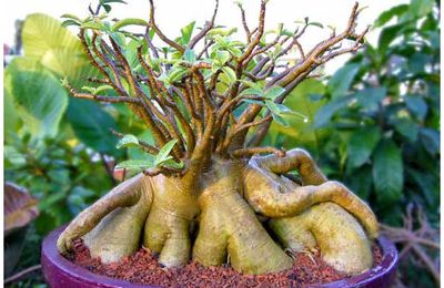 ADENIUM ARABICUM (EXTREME LARGE CAUDEX)