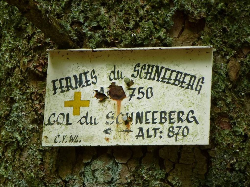 Schneeberg, Wangenbourg (France, Vosges Centrales). Date : août 2014.