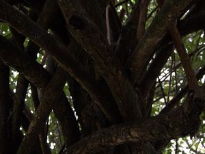 Le jardin, la deuxième photo présente un arbre étonnant avec ses branches toutes enchevêtrées.