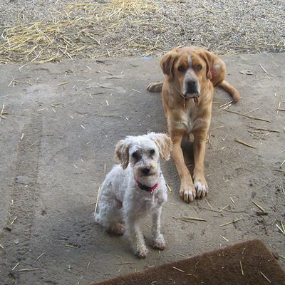 à adopter Roucky mignon petit caniche de 10 ans (47)