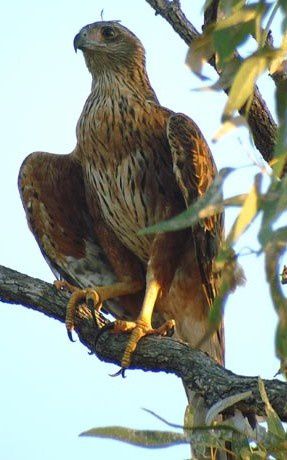 Album - oiseaux-de-proie