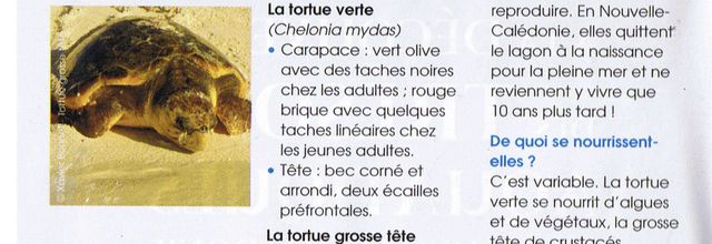 Espèces de lagon 4