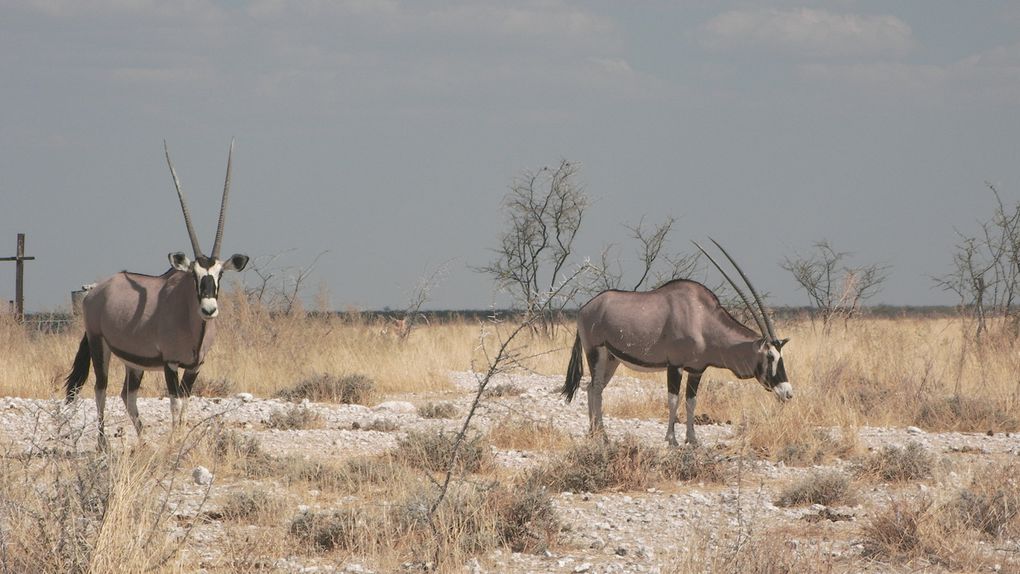 Album - Namibie