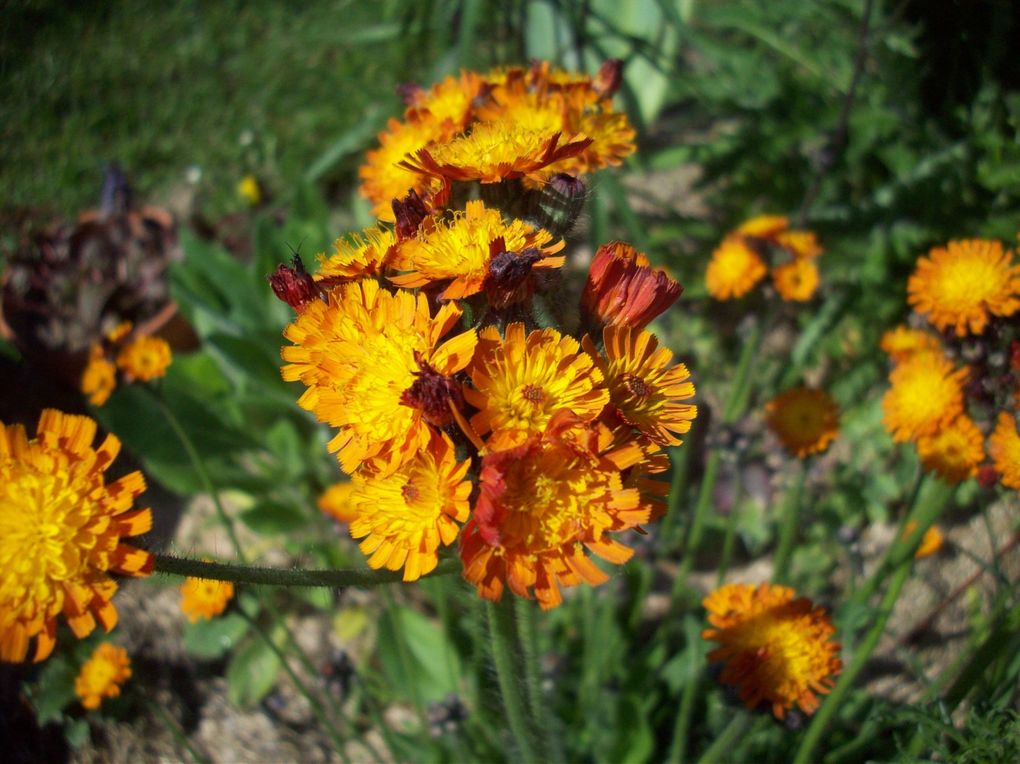 Album - fleur-du-jardin