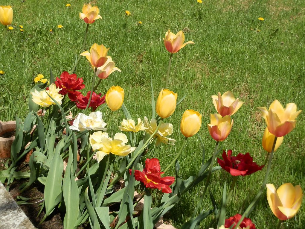 Mes tulipes