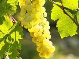 #Riesling Producers Rhode Island Vineyards