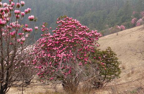 Népal, les merveilleux rhododendrons