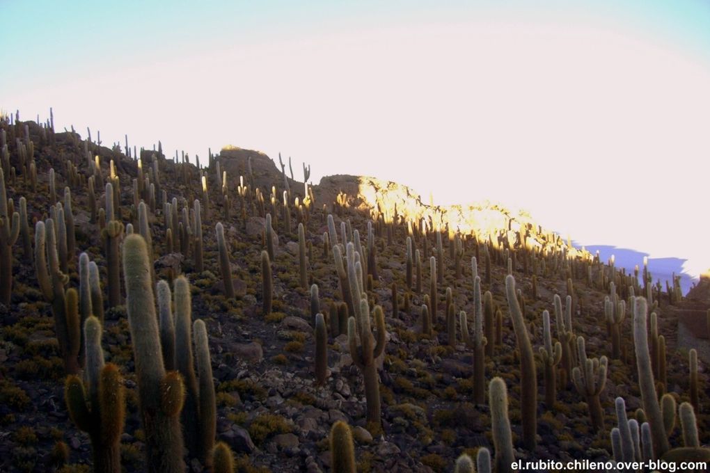 Levé de soleil depuis la Isla de Incahuasi. Traversé d'une des merveilles naturelles du monde. Le plus grand désert de sel du monde. Du blanc à perte de vue et un ciel bleu extraordinaire.