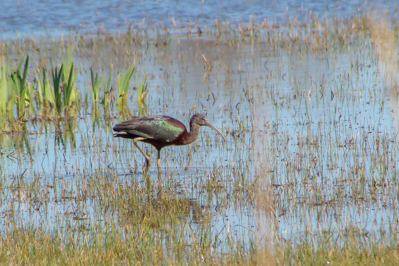 photo d'un oiseau ibis aux Aiguamolls parc naturel Catalogne sud Espagne 