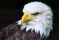 Eaglefly