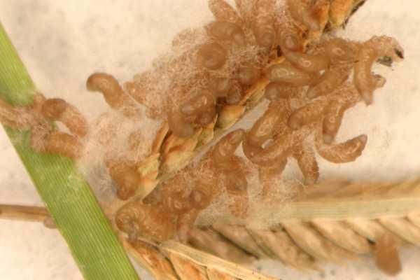 Photos des insectes que j'a pu trouver sur les routes de Floride