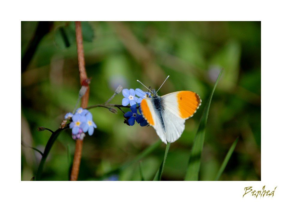 passion animaux,insectes,fleurs et jardins