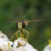 Episyrphus balteatus