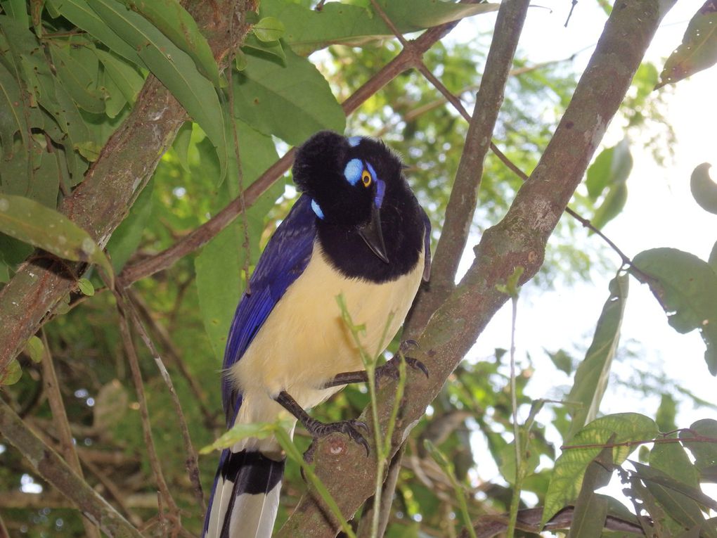 Iguazu : une des 7 merveilles naturelles du monde