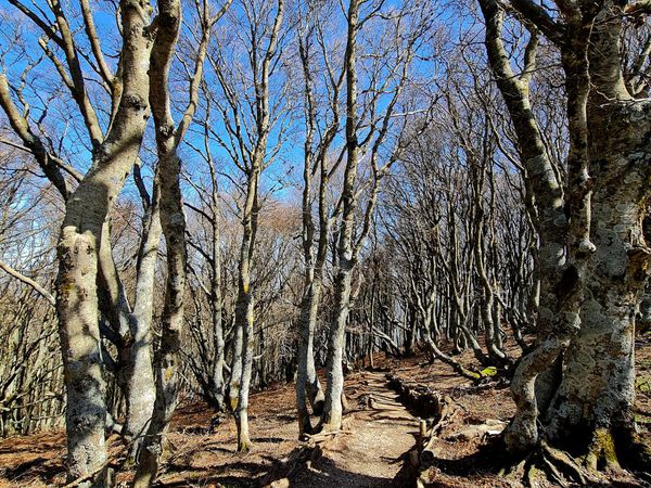 Traversée de jolis bois de hêtre.