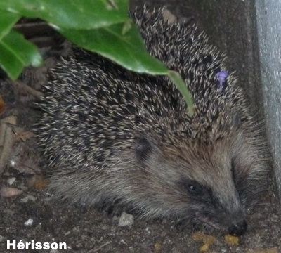 Les animaux du Jardin chez Pia et Alain