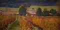 #Red Merlot  Wine Producers Virginia Vineyards page  4