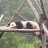 Pandi, Panda, petit ourson des villes