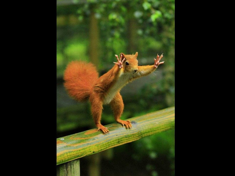 Divers - Il fallait l'attraper