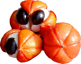 afrodisiaco
