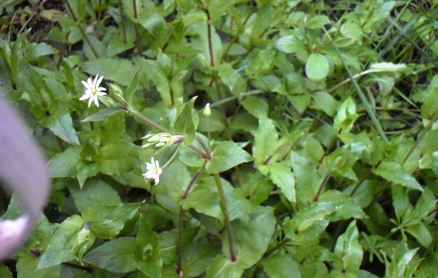 19 mai sortie à la cascade de la Beaume