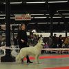 Paris dog show 2011