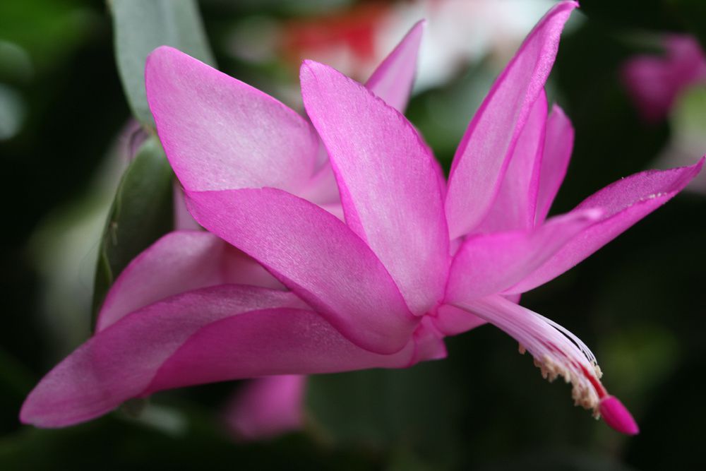 Fleurs de nos jardins