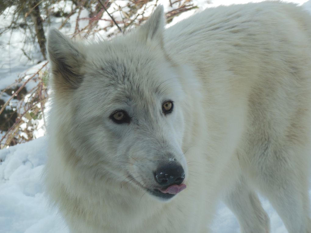 Une de mes plus belles rencontres avec un passionné de loup et les loups du parc du Gévaudan A voir aussi Superbe 
http://sylvain.loup.org/album/