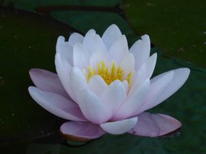 Les fleurs du jardin botanique de Funchal - Photos AD