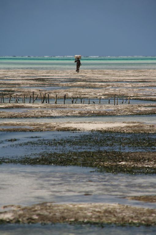 Album - Zanzibar