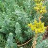 sedum  reflexum jaune