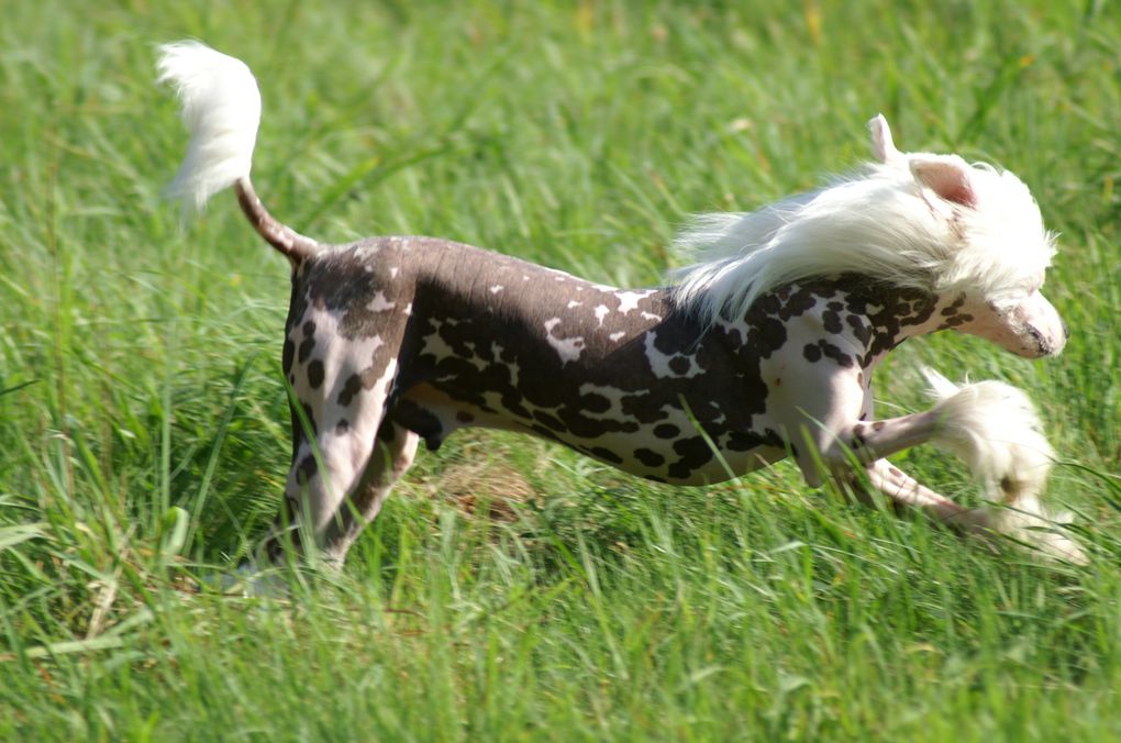 Male chien chinois nue léopard né le 12 02 2009