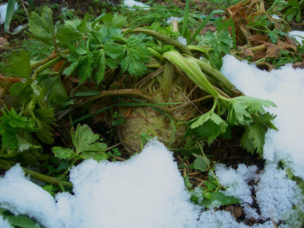 Les 4 saisons du potager