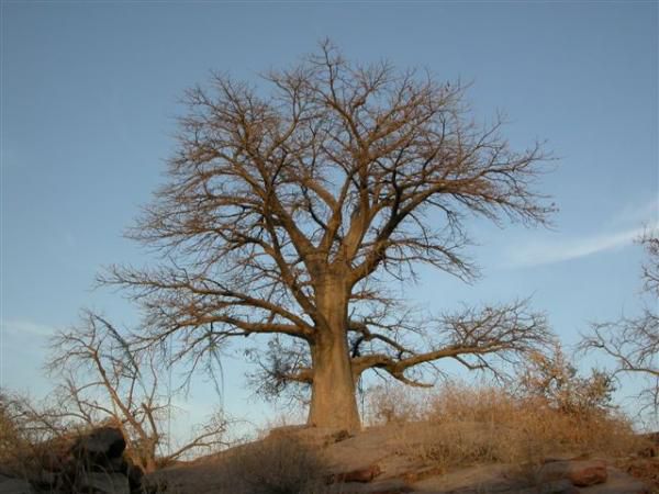 <P>Quelques photos de mon voyage au niger, court, mais dense.</P>