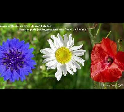 Mes fleurs de France, dans À l'étoile de nos pas, Elizabeth Robin