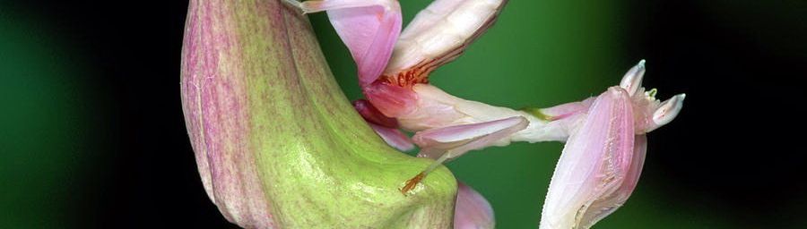 Hymenopus coronatus ... 