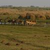 La plus fréquente en terrain sec : le Red Lechwe