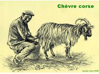 Animaux de ferme corses